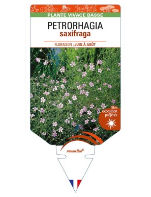 PETRORHAGIA saxifraga