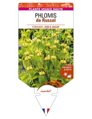 PHLOMIS (russeliana) de Russel