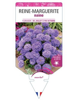 REINE-MARGUERITE NAINE (VARIÉ)