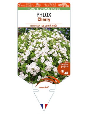 PHLOX (drummondii) Cherry