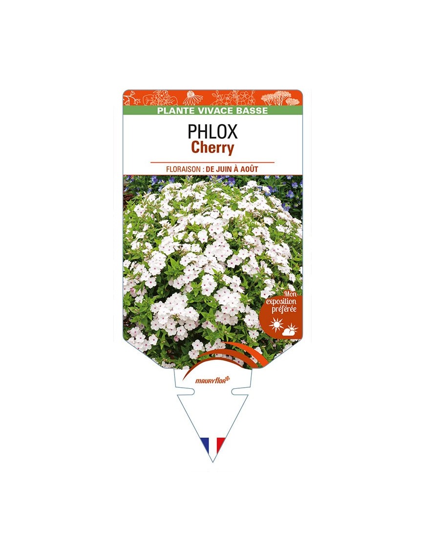 PHLOX (drummondii) Cherry