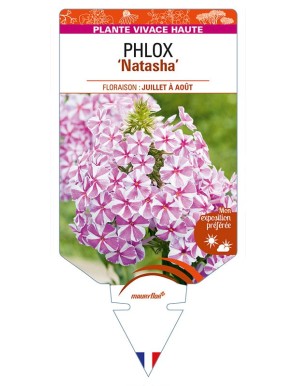 PHLOX (maculata) 'Natascha'