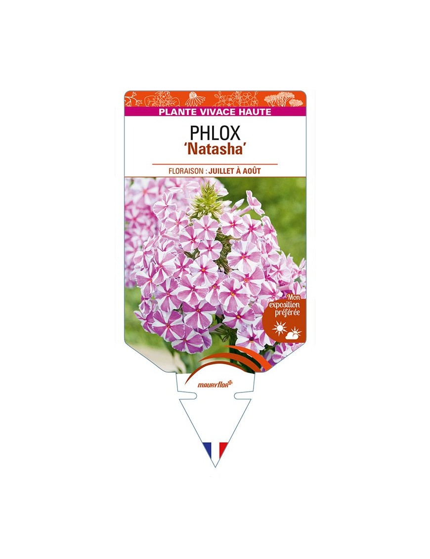 PHLOX (maculata) 'Natascha'