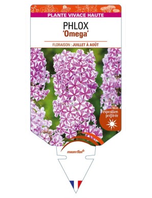 PHLOX (maculata) 'Omega'