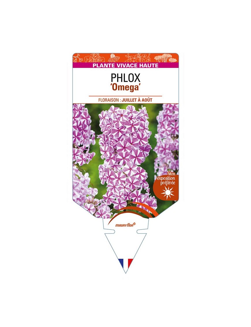 PHLOX (maculata) 'Omega'