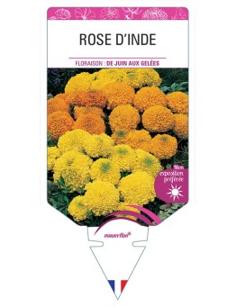 ROSE D’INDE (VARIÉ)