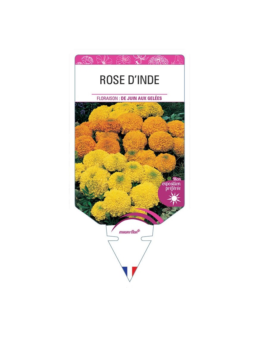 ROSE D’INDE (VARIÉ)