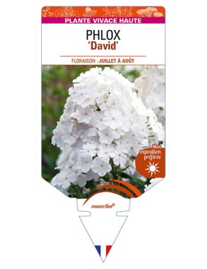 PHLOX (paniculata) 'David'