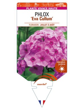 PHLOX (paniculata) 'Eva Cullum'