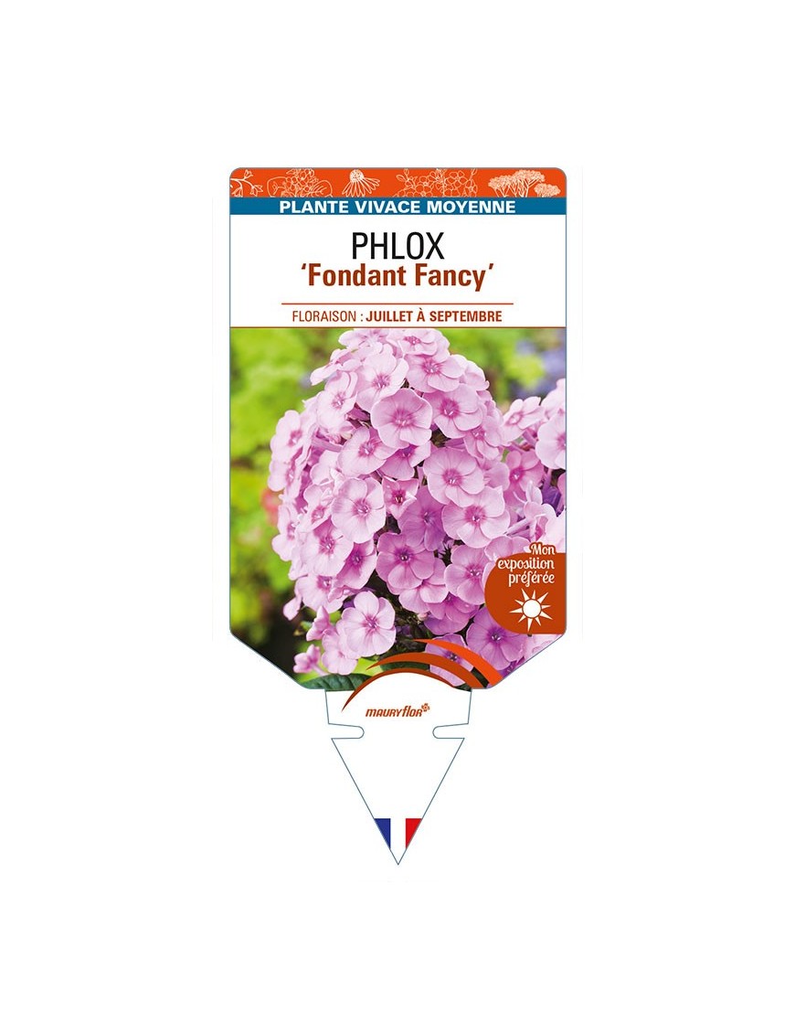 PHLOX (paniculata) 'Fondant Fancy'