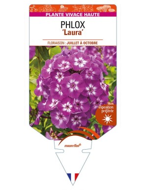 PHLOX (paniculata) 'Laura'