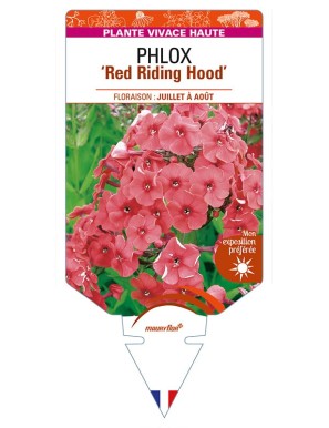 PHLOX (paniculata) 'Red Riding Hood'