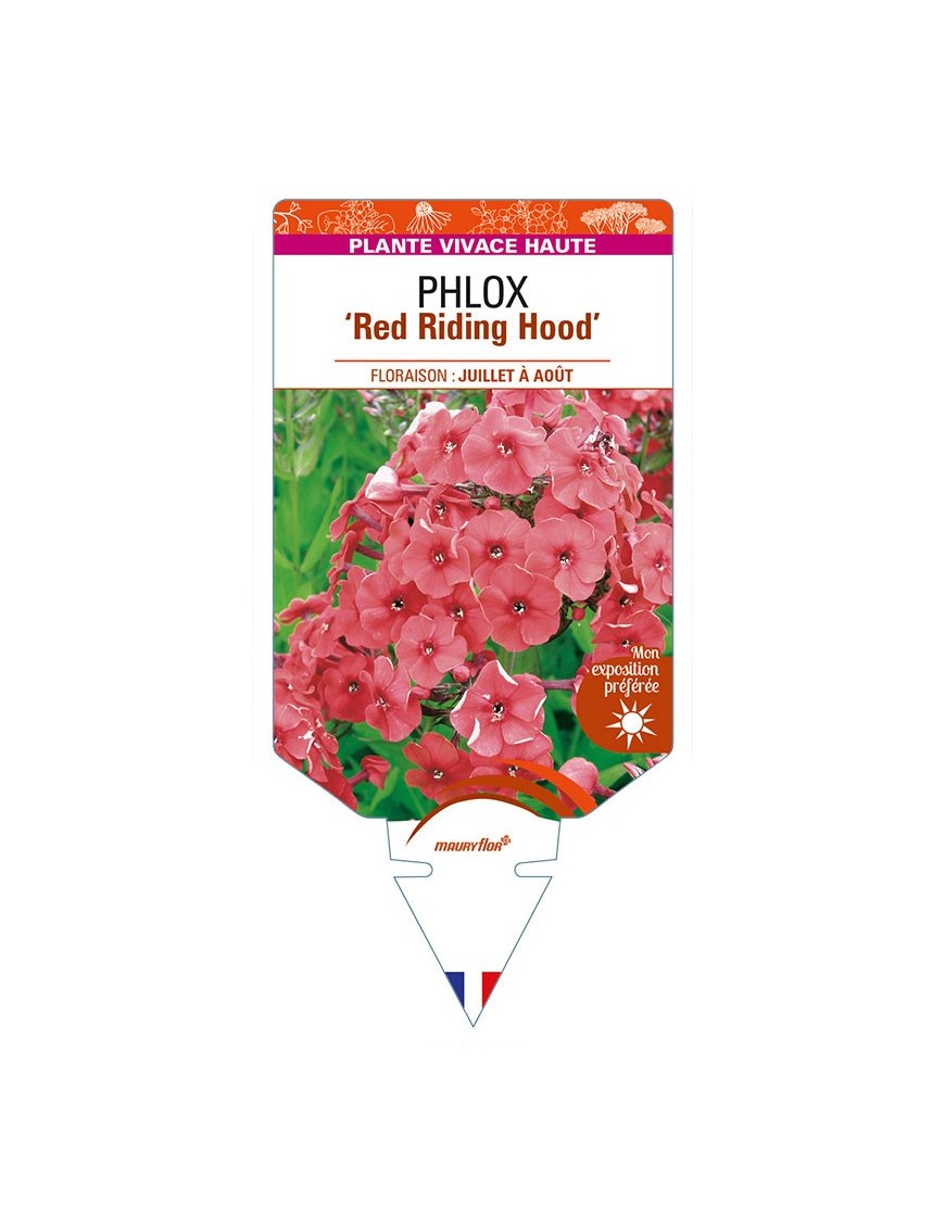 PHLOX (paniculata) 'Red Riding Hood'