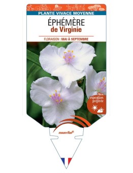 TRADESCANTIA 'Alba Major' voir ÉPHÉMÈRE de Virginie *
