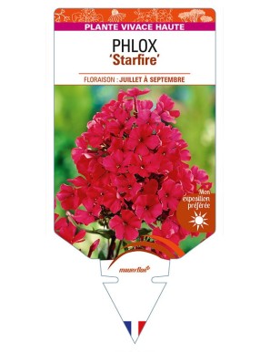 PHLOX (paniculata) 'Starfire'