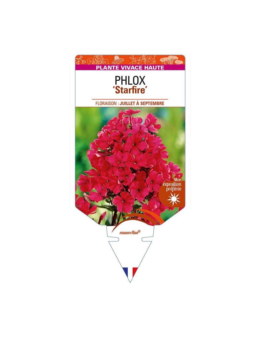 PHLOX (paniculata) 'Starfire'