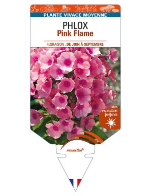 PHLOX (paniculata) Pink Flame