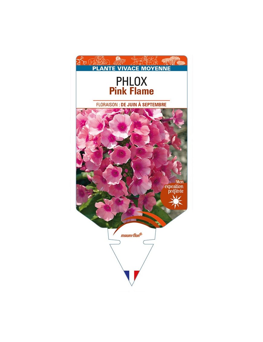 PHLOX (paniculata) Pink Flame