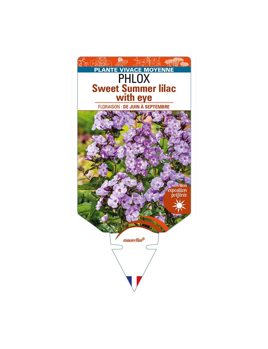 PHLOX (paniculata) Sweet Summer lilac with eye