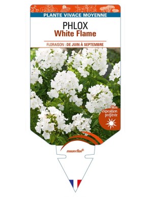 PHLOX (paniculata) White Flame