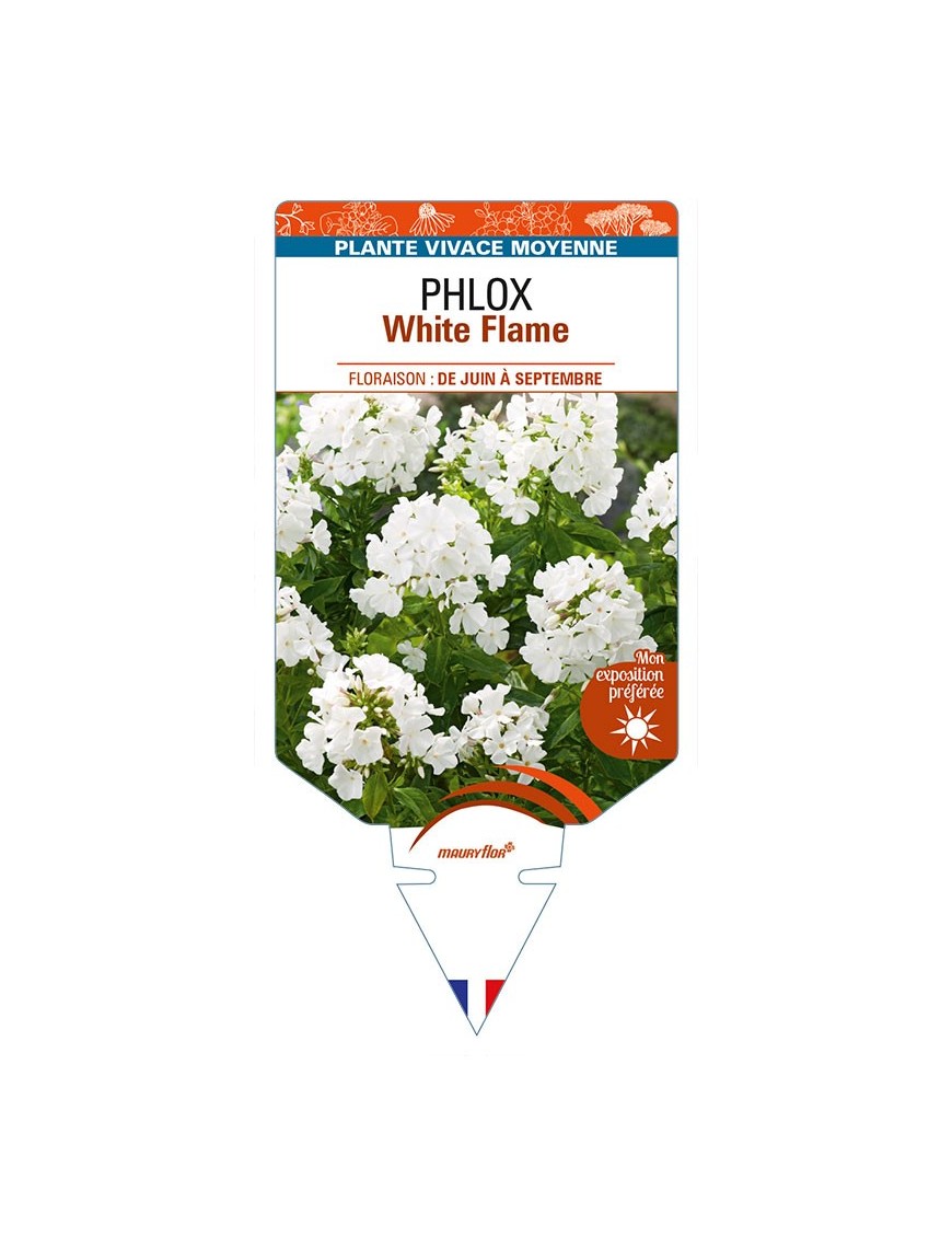 PHLOX (paniculata) White Flame