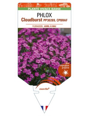 PHLOX (subulata) Cloudburst