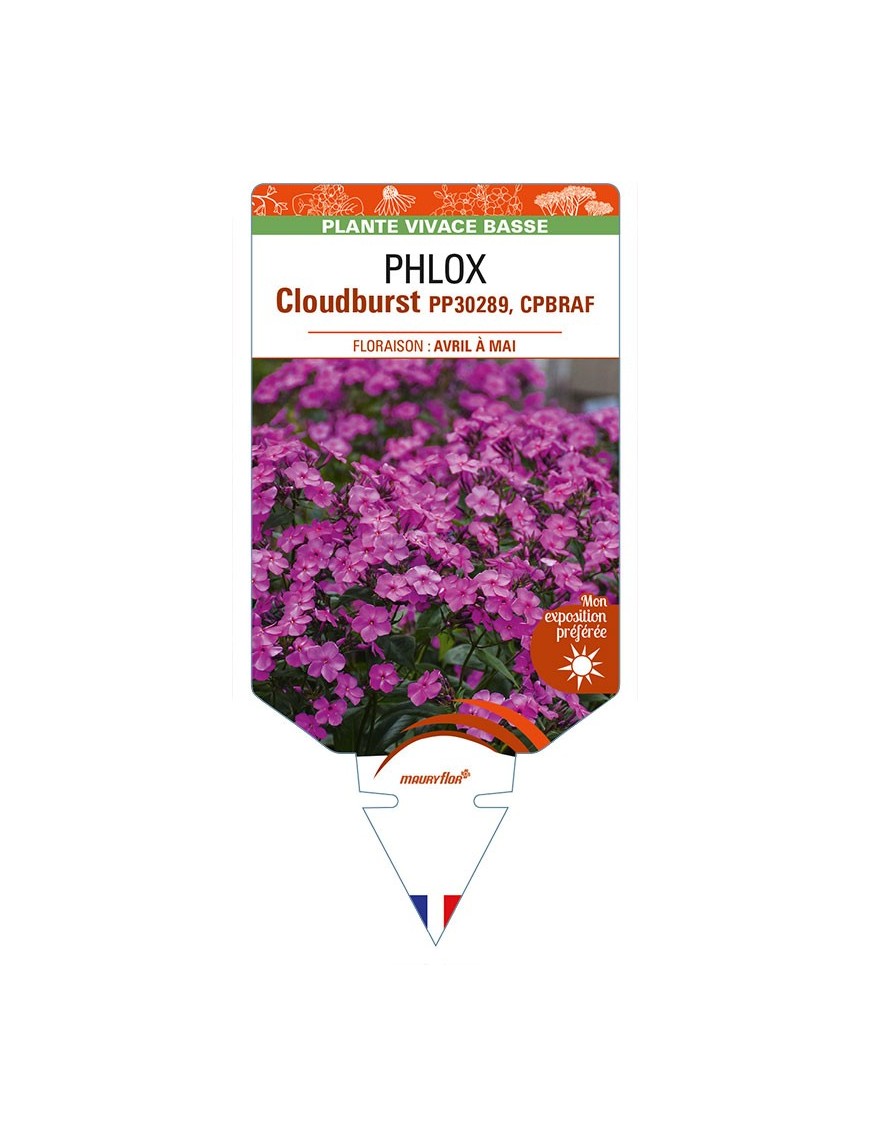 PHLOX (subulata) Cloudburst