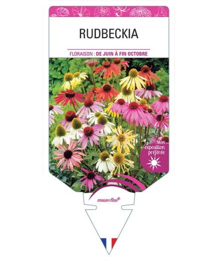 RUDBECKIA (VARIÉ)