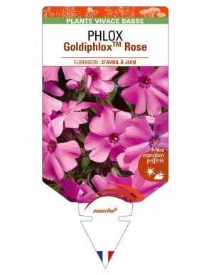 PHLOX (subulata) GoldiphloxTM Rose