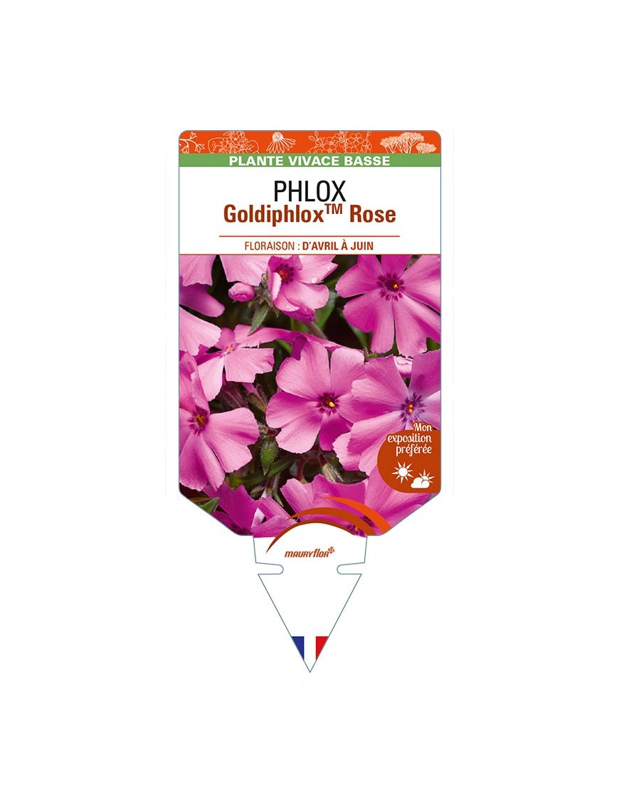 PHLOX (subulata) GoldiphloxTM Rose