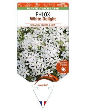 PHLOX (subulata) White Delight