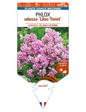 PHLOX adessa 'Lilac Twist'