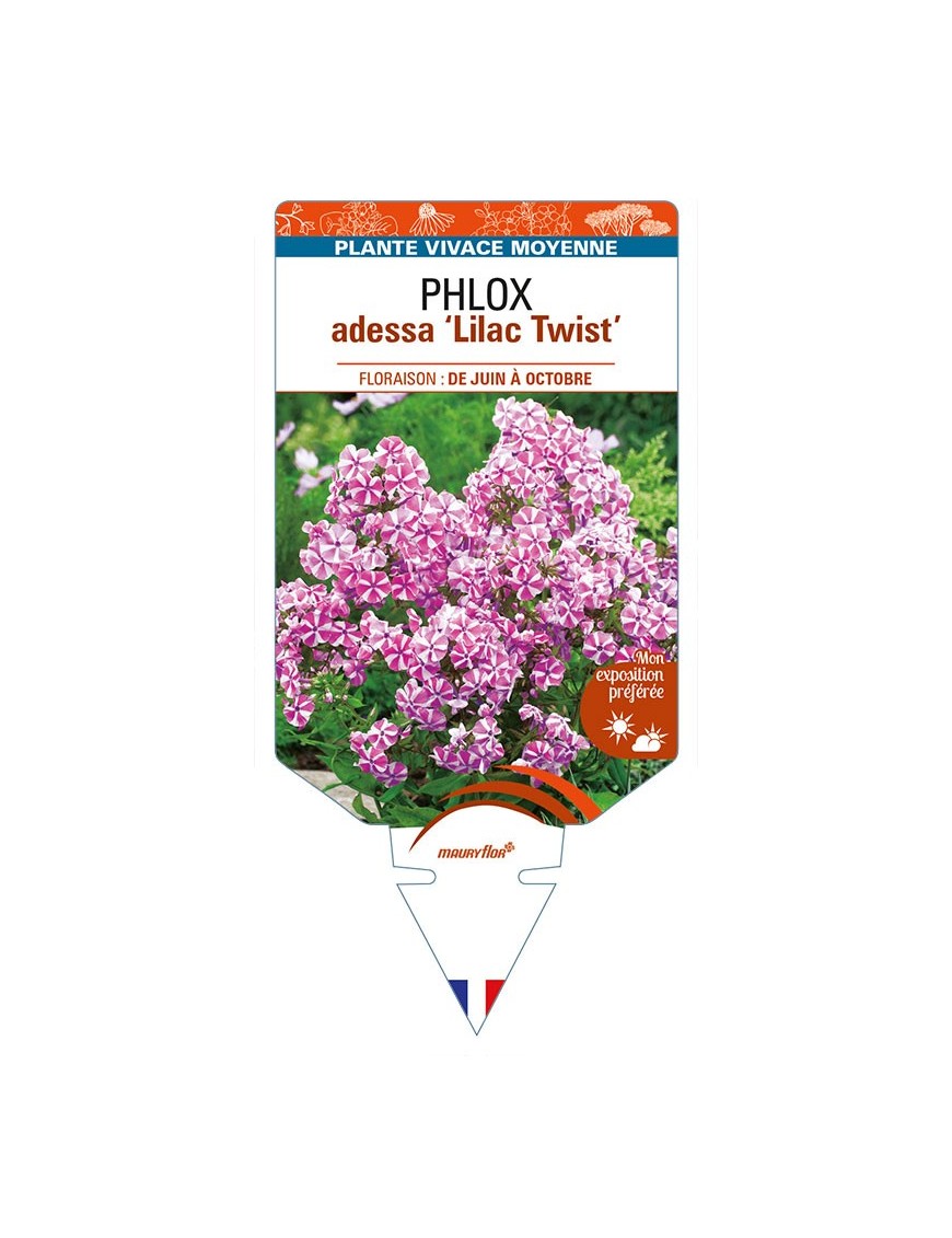 PHLOX adessa 'Lilac Twist'