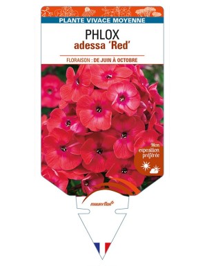 PHLOX adessa 'Red'