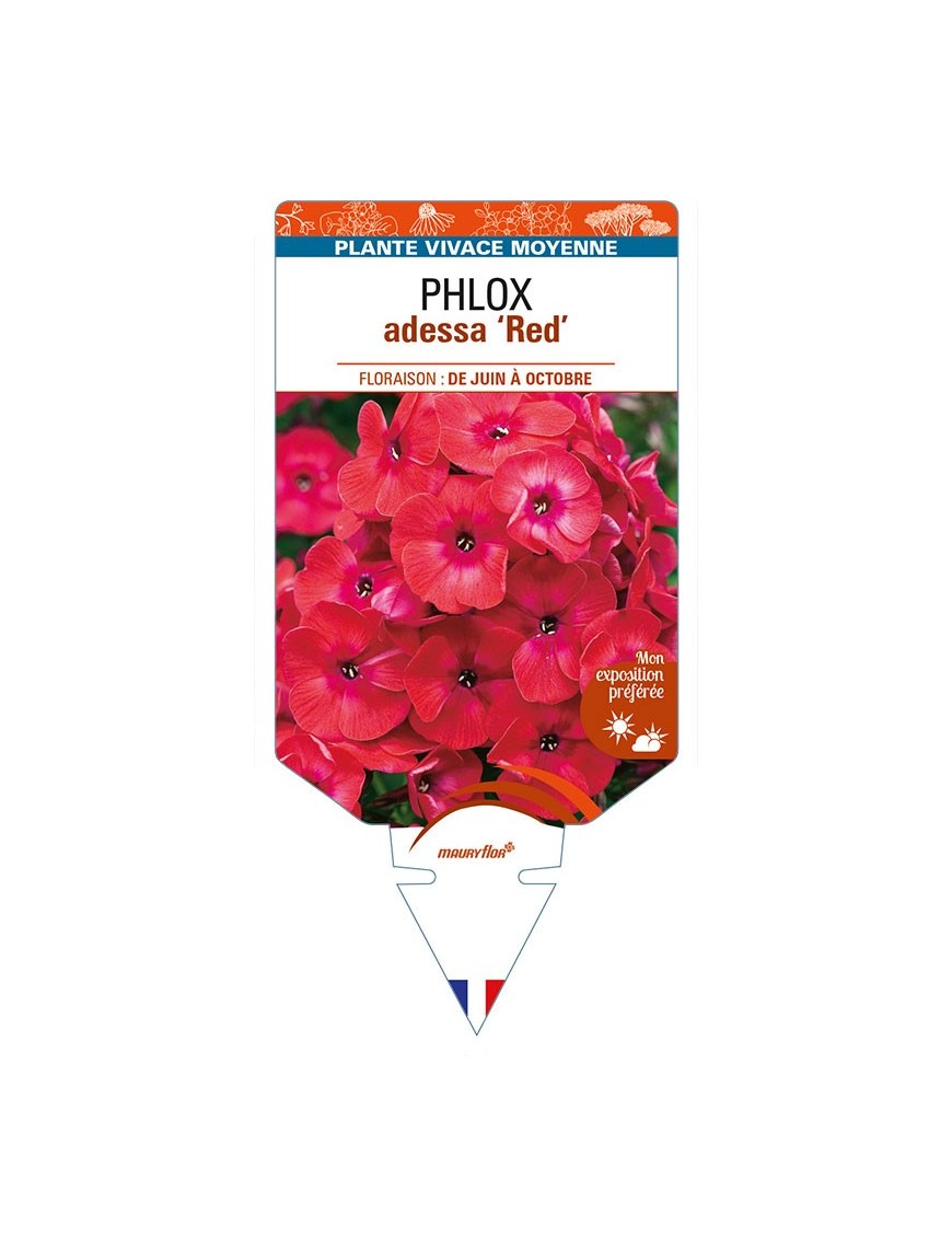 PHLOX adessa 'Red'