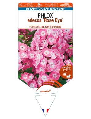 PHLOX adessa 'Rose Eye'