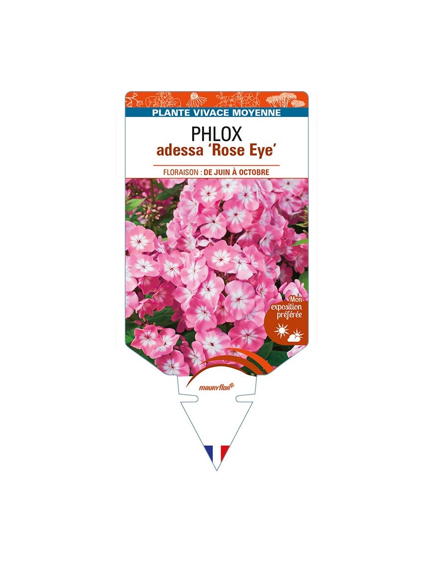 PHLOX adessa 'Rose Eye'