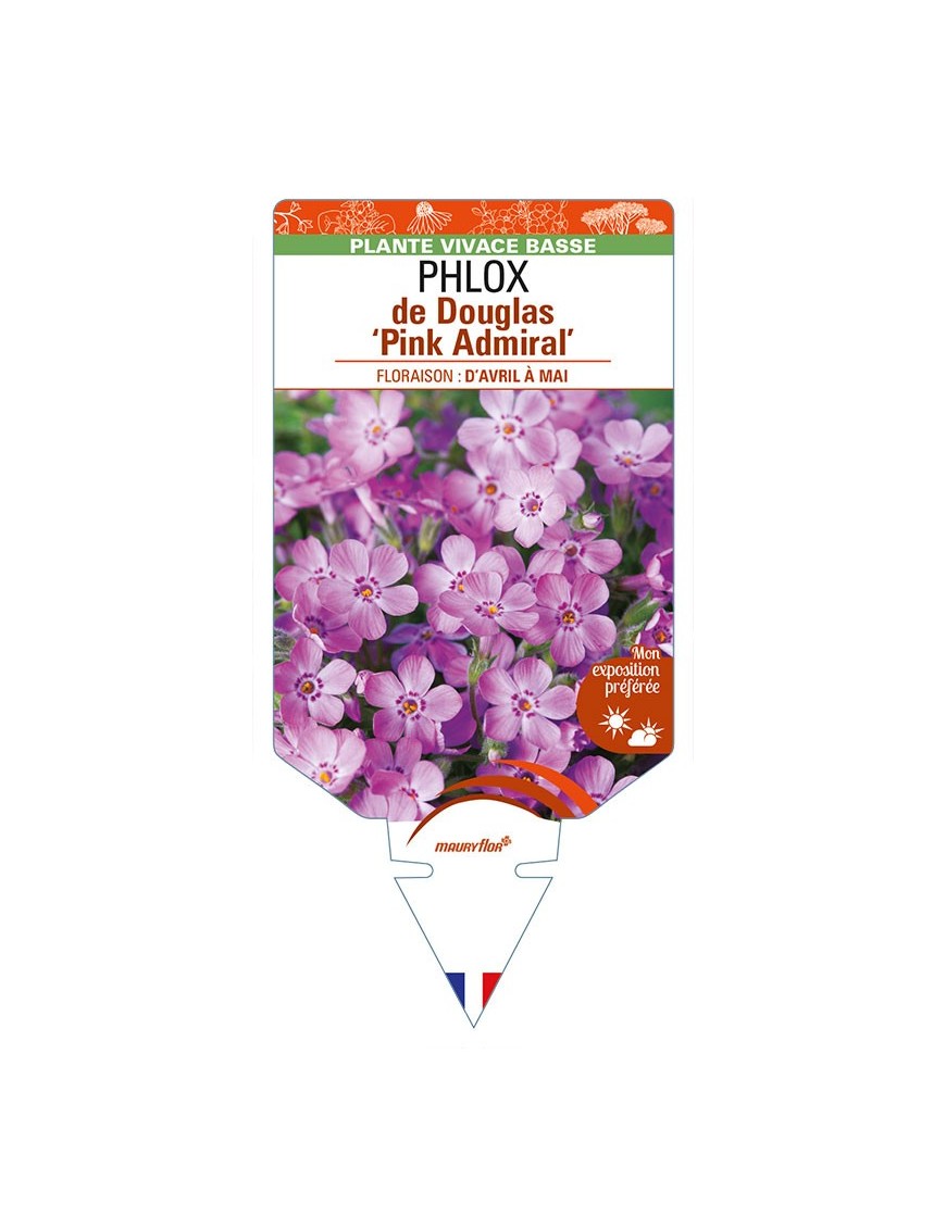 PHLOX douglasii Pink Admiral