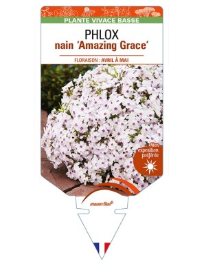 PHLOX nain (subulata) 'Amazing Grace'