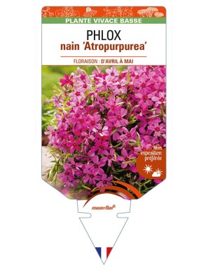 PHLOX nain (subulata) 'Atropurpurea'