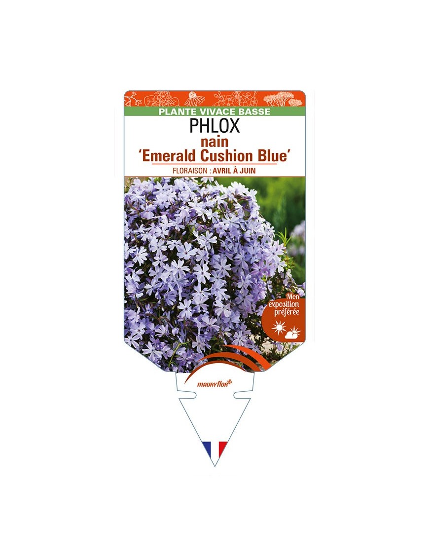 PHLOX nain (subulata) 'Emerald Cushion Blue'