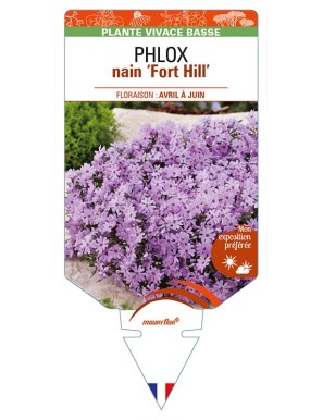 PHLOX nain (subulata) 'Fort Hill'