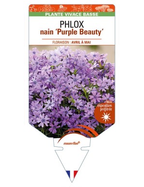 PHLOX nain (subulata) 'Purple Beauty'