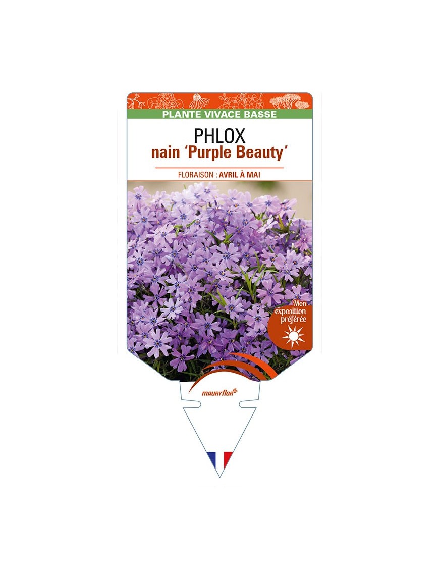 PHLOX nain (subulata) 'Purple Beauty'