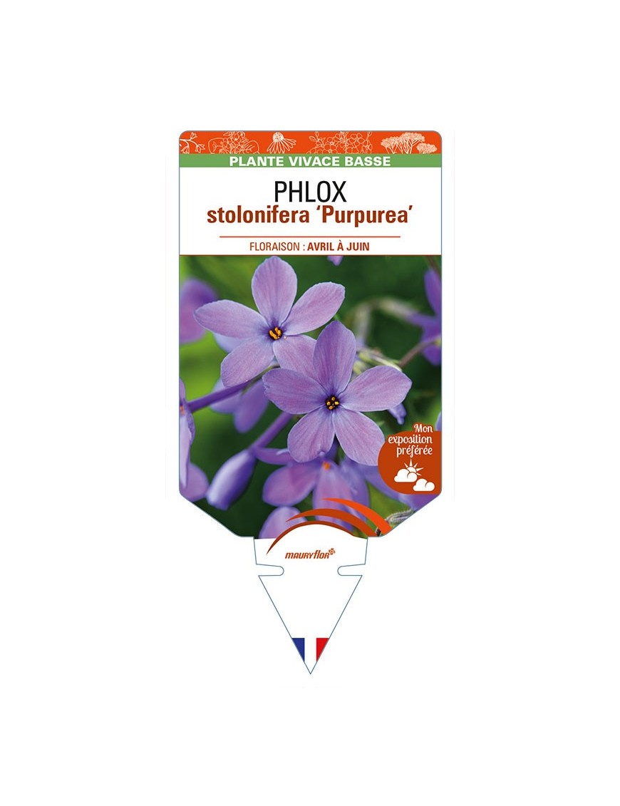 PHLOX stolonifera 'Purpurea'