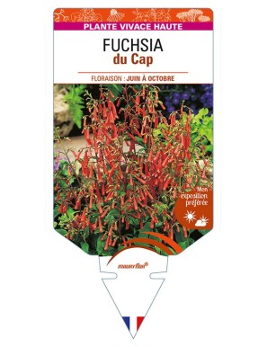 PHYGELIUS capensis voir FUCHSIA du Cap