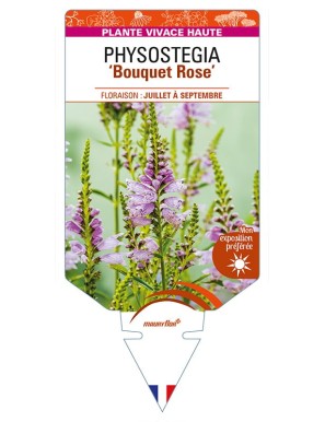 PHYSOSTEGIA (virginiana) 'Bouquet Rose'