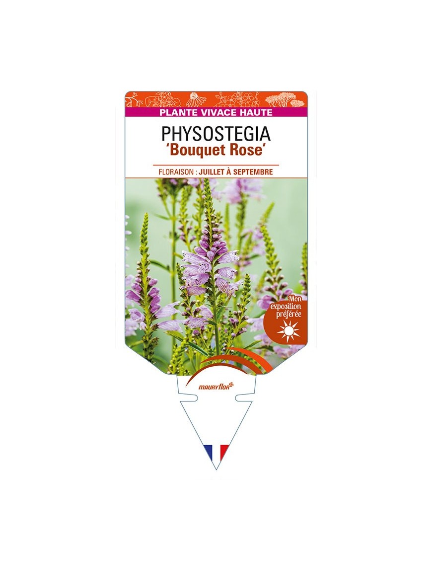 PHYSOSTEGIA (virginiana) 'Bouquet Rose'