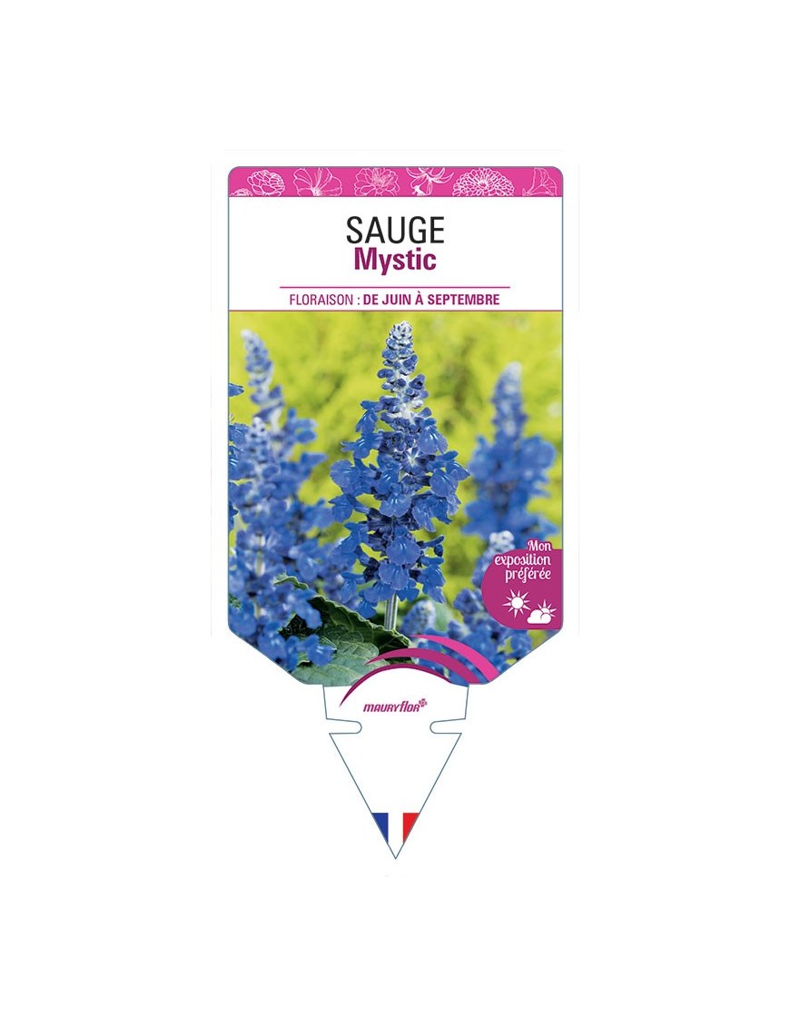 SAUGE MYSTIC