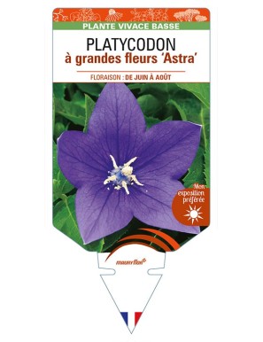 PLATYCODON à grandes fleurs 'Astra' (bleu)